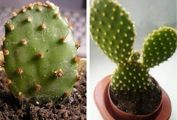 Cactus