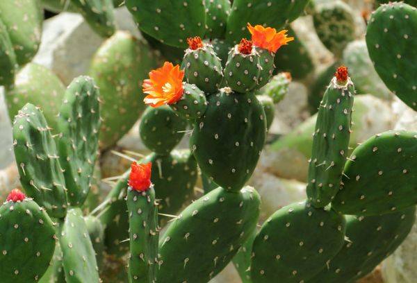 Flowering prickly pear