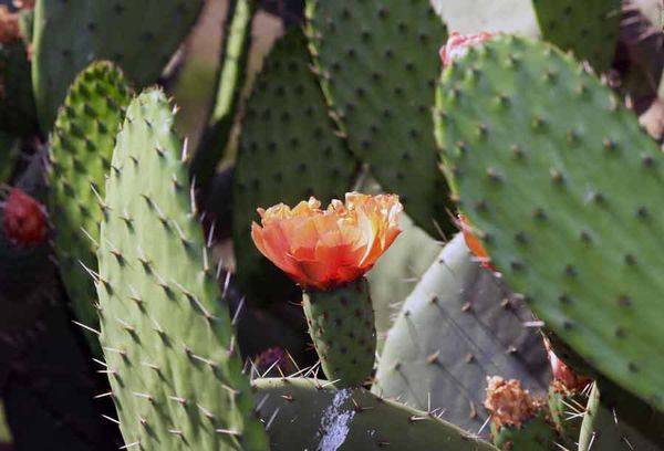 Opuntia flowers