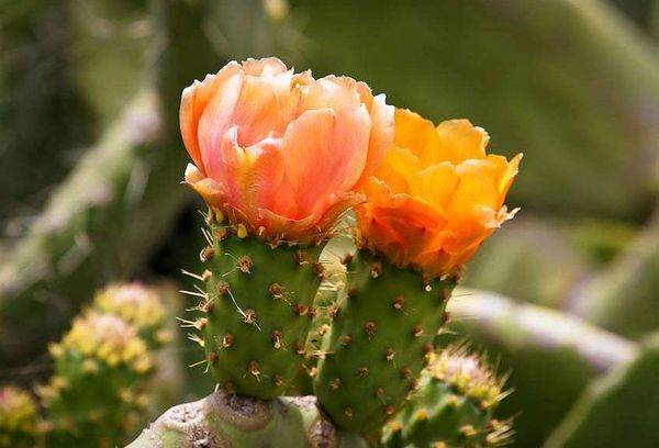 Opuntia flowers