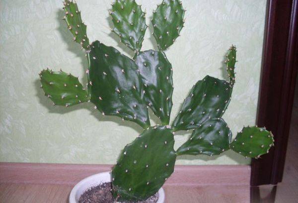 Cactus in a pot