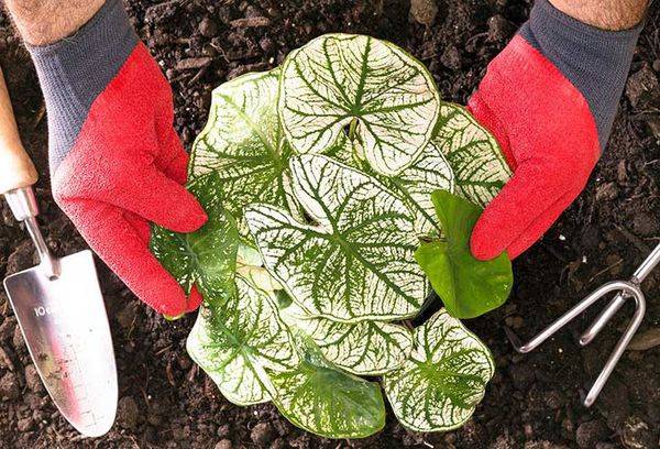 Christ heart planting in the soil