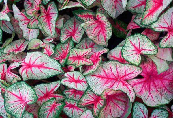Leaves of flower angel wings