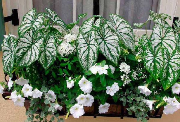 Caladium of Schomburg