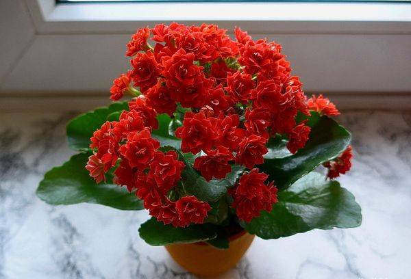 Kalanchoe on the windowsill