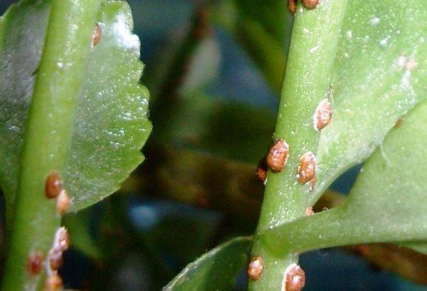 Kalanchoe's disease