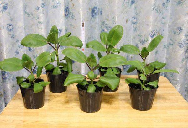 Potted flowers