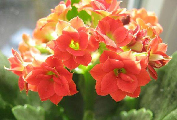 Blossomfeld