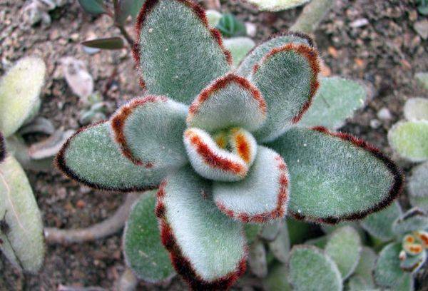 Kalanchoe felt