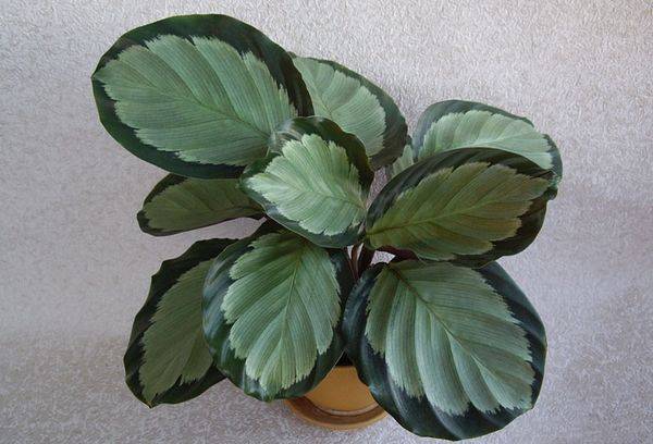 Krūmu calathea