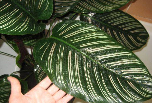 Dekorēts Calathea