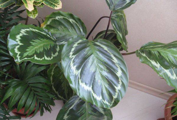 Calathea lapas