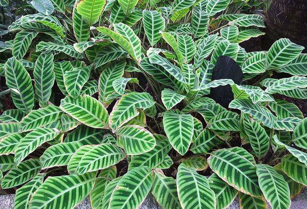 Calathea leopards