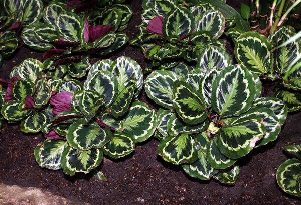 Calathea mezglā