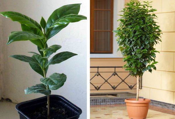 Arabica kafijas kopšana mājās