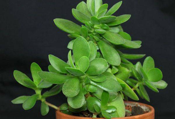 Money tree in a pot