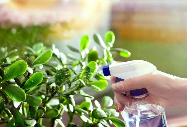 Watering the Crassula