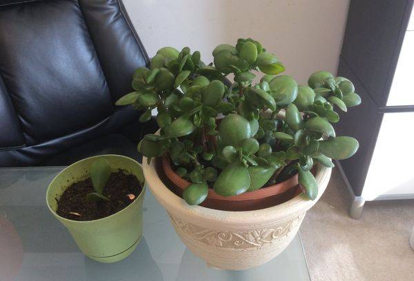 Money Tree