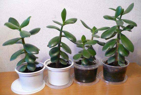 Money Tree