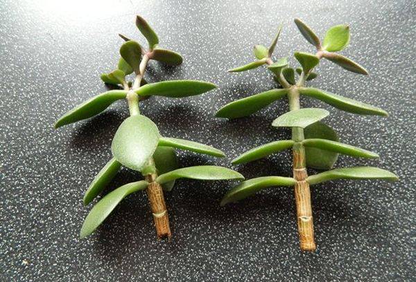 Cuttings of Crassula