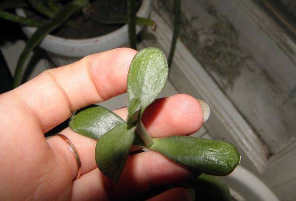 The leaves of the fatty wither