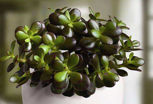 Crassula tree oval, or Ovata