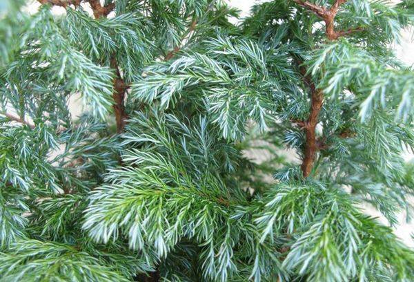 Cypress leaves