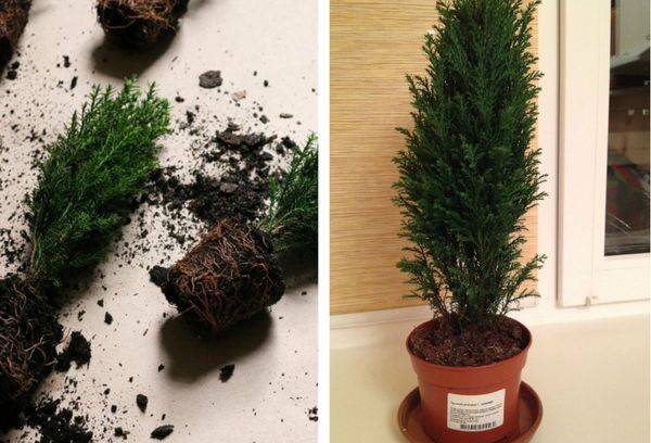 Cypress transplant