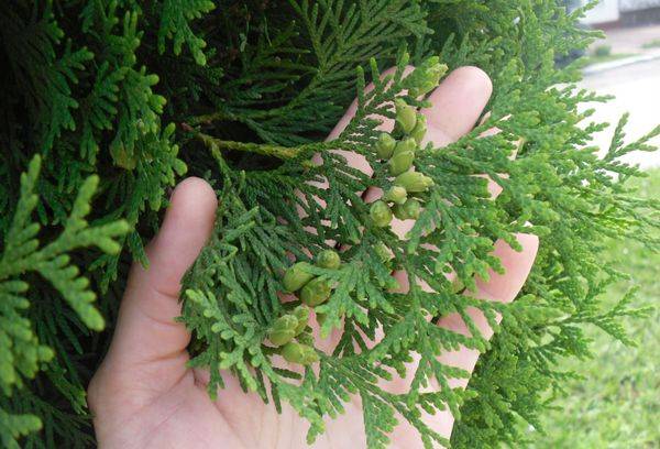 Indoor cypress