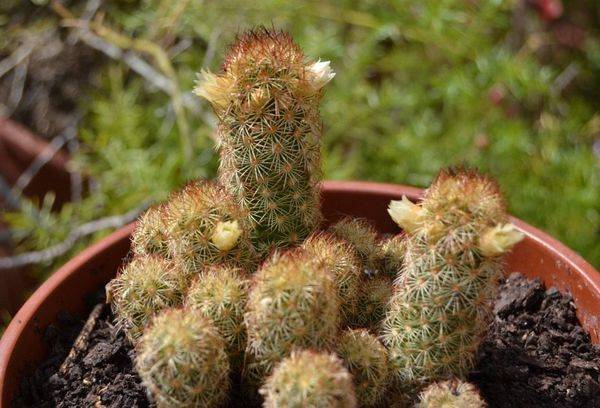 Mammillaria iegarena