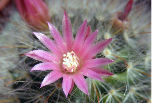 Fonda foto Mammillaria bokasana