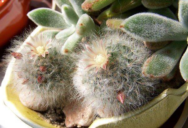 Mammillaria slimība