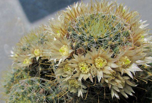 Mammillaria savvaļas