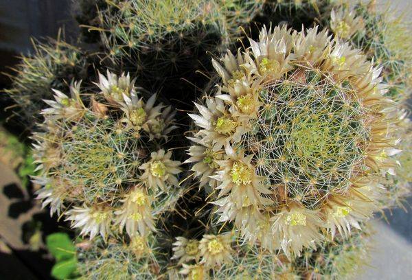 Mammillaria savvaļas