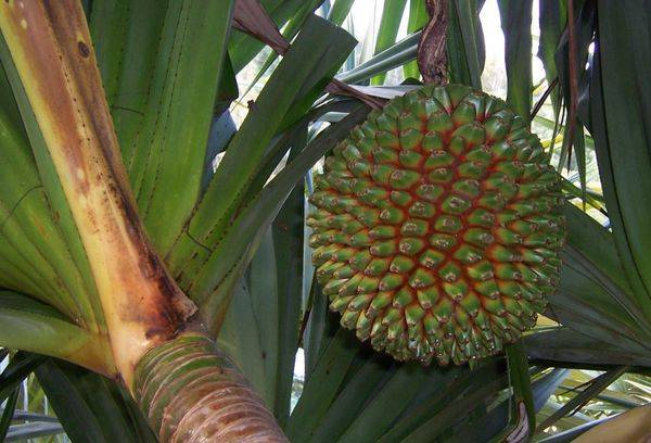 Pandanus Useful