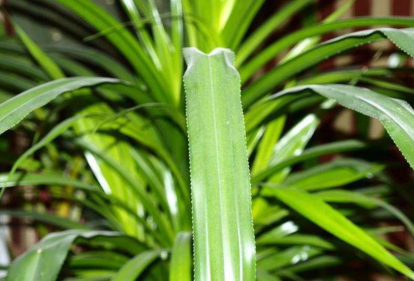 Home palm