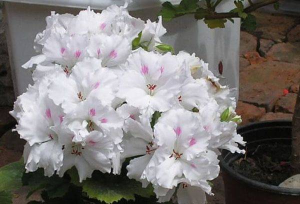 Pelargonijs Mona Liza