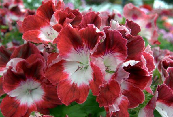 Pelargonija regāls