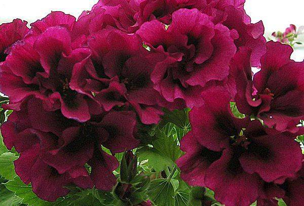Pelargonijs Aristo Šoko