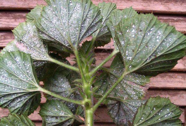 Slims pelargonijs