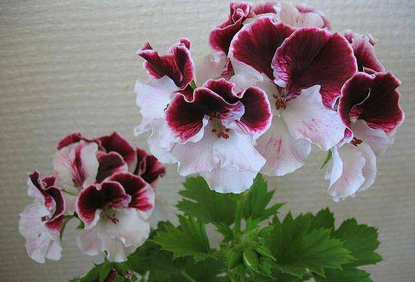 Pelargonijs Sallija Munro