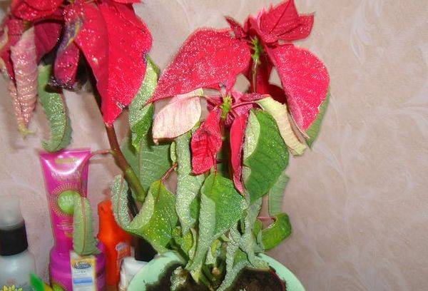 Flower wilted