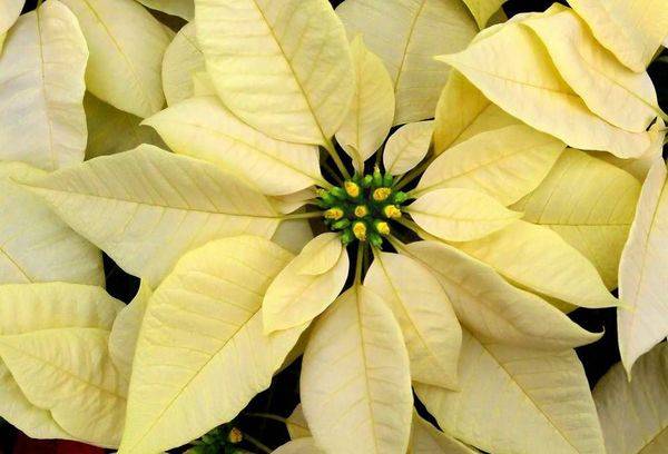 Poinsetia grade Cortez White