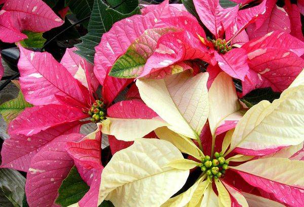 Blooming poinsettia