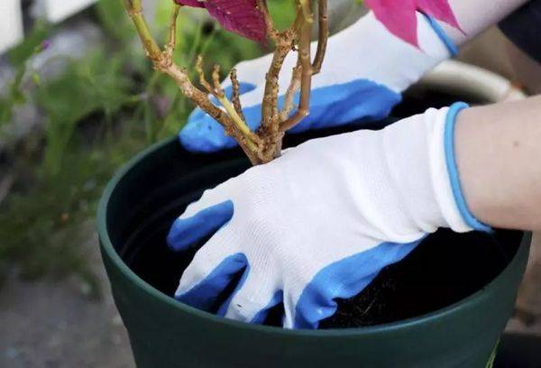 Flower transplant