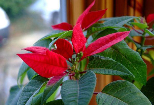 Poinsettia on the window