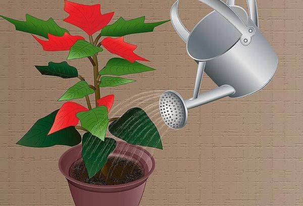 Watering a flower