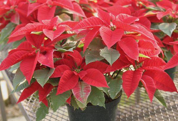 Flower Christmas Star