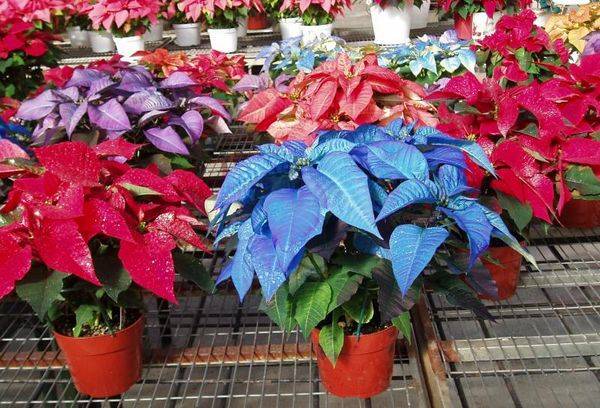 Multicolored poinsettias