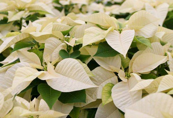 Poinsettia white